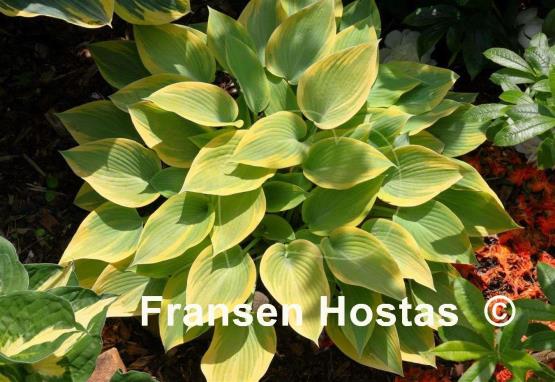 Hosta Apple Candy